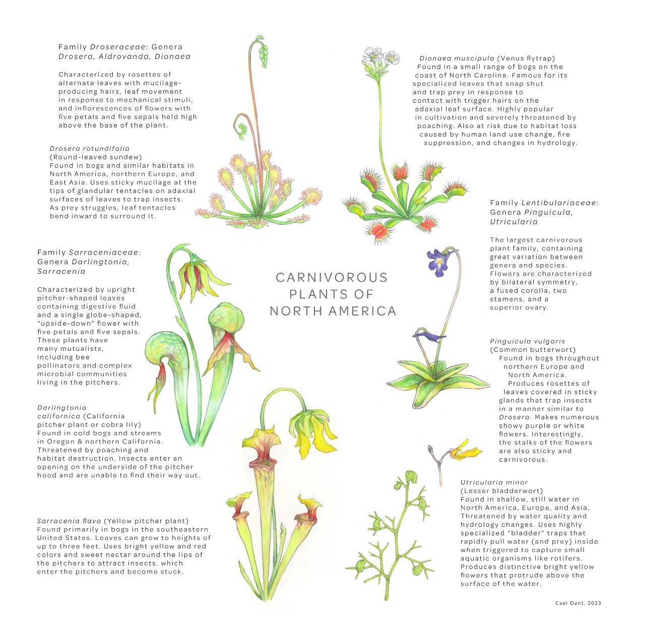 Poster with botanical illustrations of some of the main carnivorous plants of North America. Created by Cael Dant.