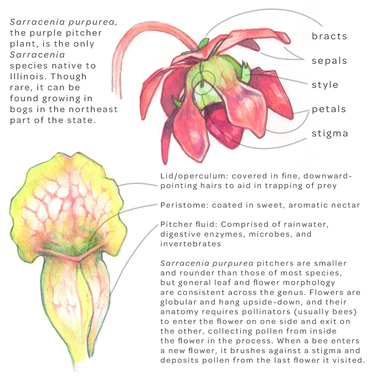 Botanical illustration of Sarracenia purpurea by Cael Dant