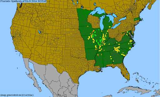 County-level range map of the Chelone obliqua complex courtesy of BONAP.org.