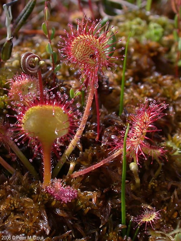 Drosera rotundifolia (Round-leaved Sundew). Photo by Peter M. Dzuik.