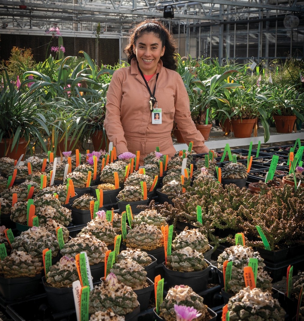 Gabriela Rocha Alvarez and some of the A. fissuratus  currently maintained by the Chicago Botanic Garden. Photo by Robin Carlson.