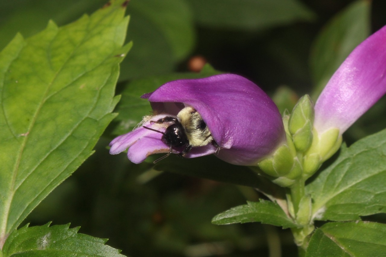 Common eastern bumble bee (Bombus impatiens) emerging from Chelone speciosa. Photo by Grant Fessler.