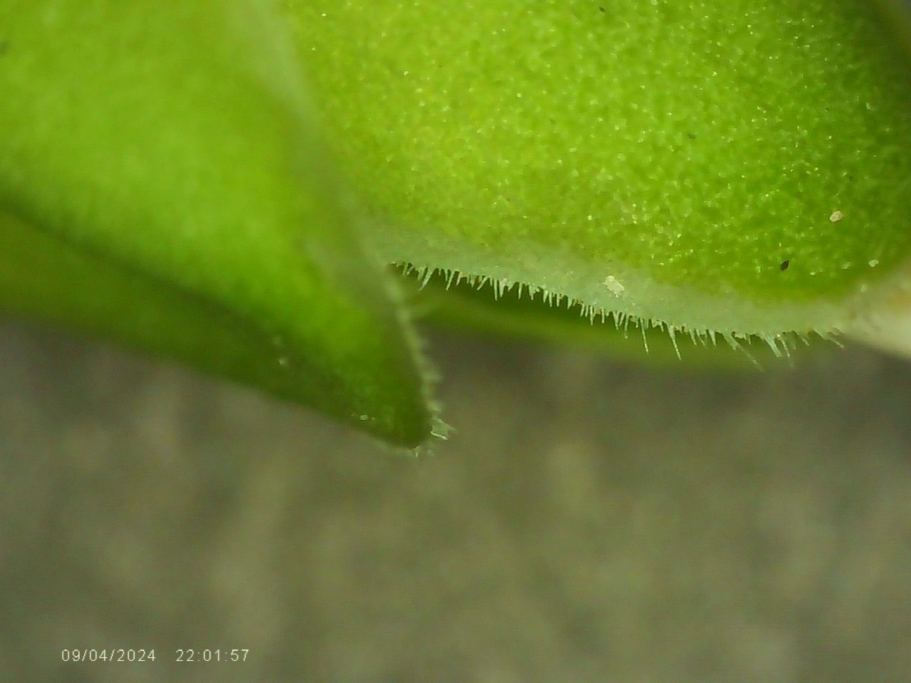Sepal ciliation (hairiness on sepal margin) of Chelone speciosa. Photo by Grant Fessler.