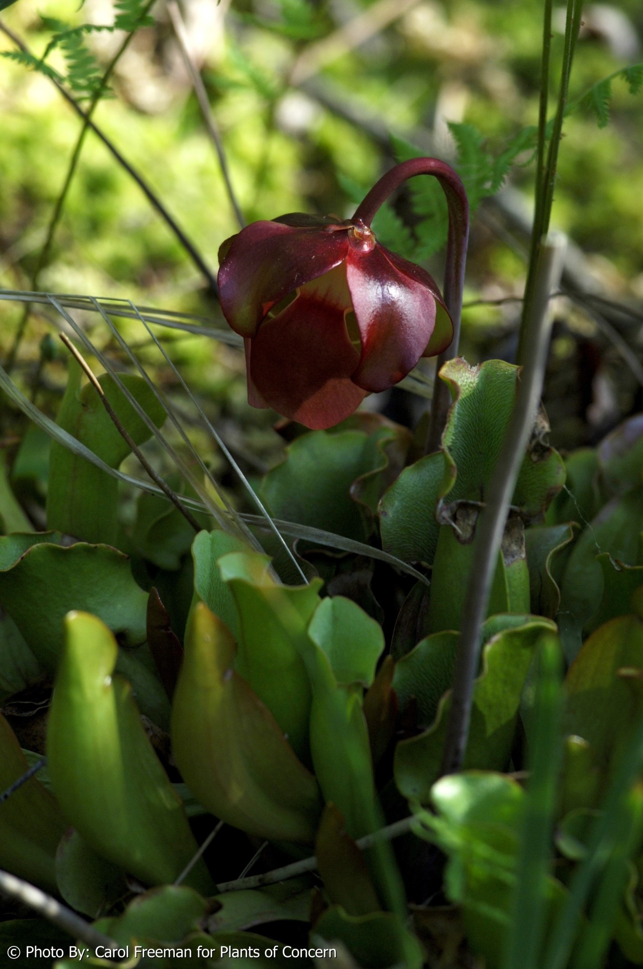 Sarracenia purpurea (Northern Pitcher Plant). Photo by Carol Freeman.
