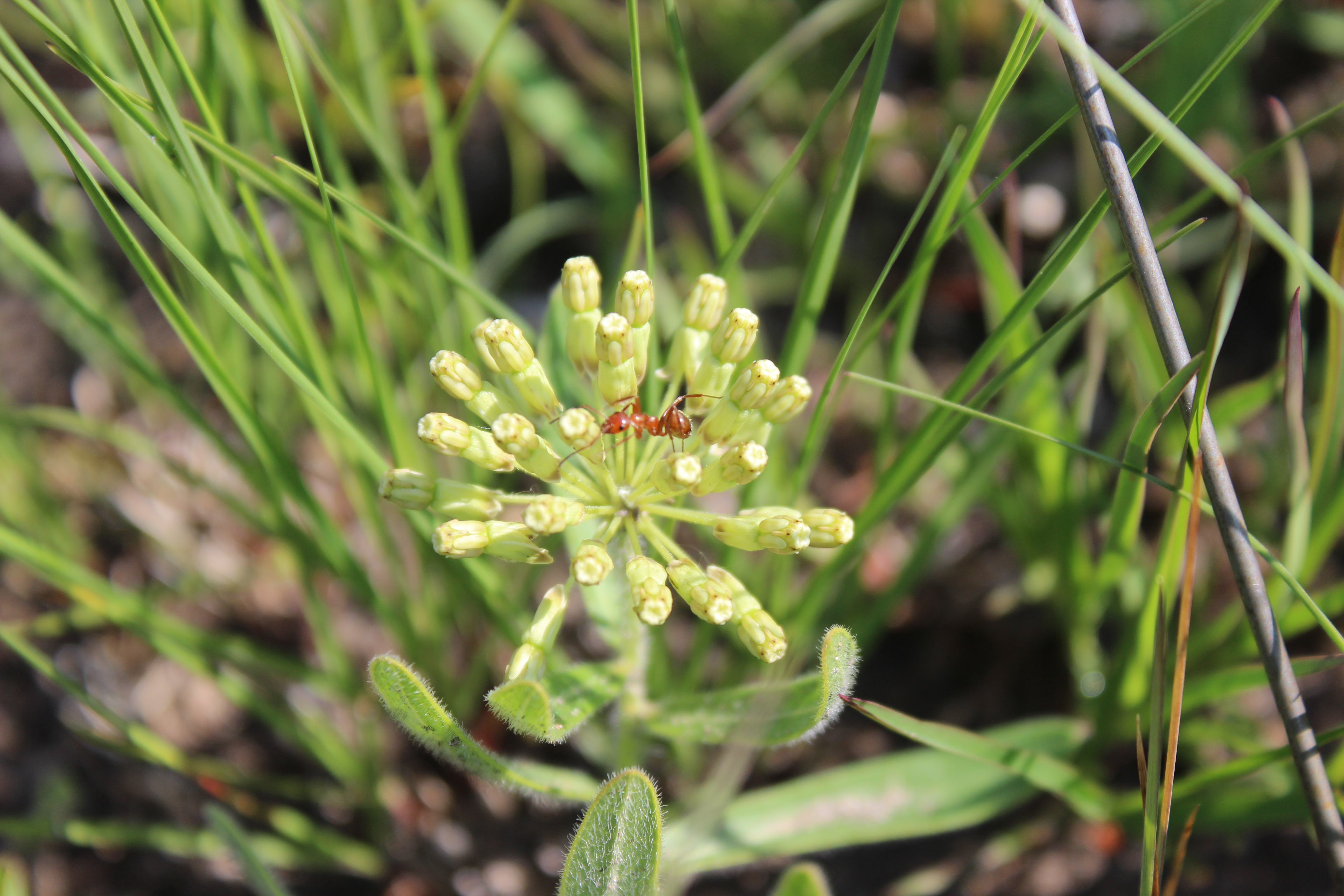 Woolly Milkweed Photo by Grant Fessler