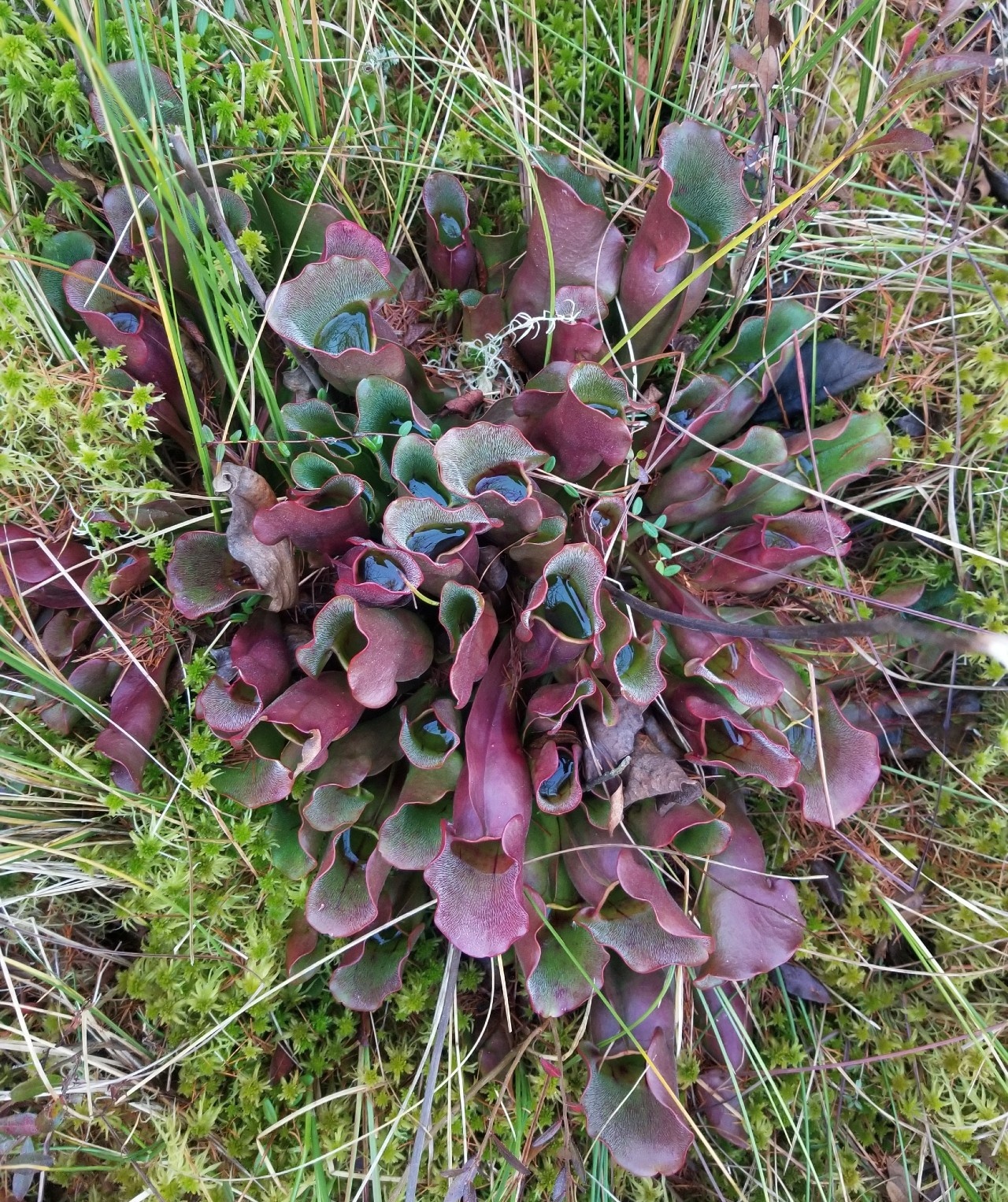 The "pitchers" of Sarracenia purpurea. Photo by Cael Dant.