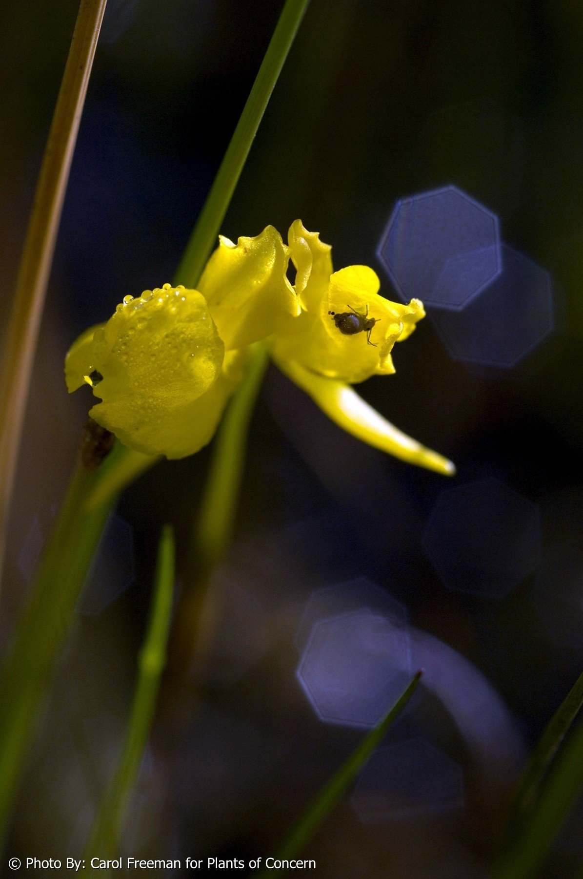 Utricularia cornuta (Horned Bladderwort). Photo by Carol Freeman.